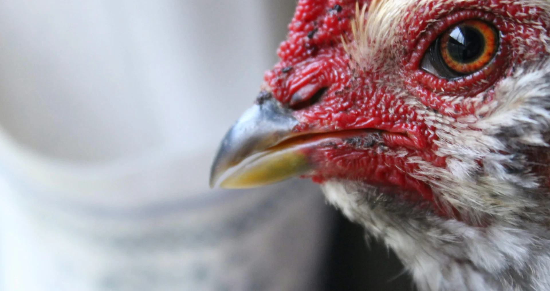 Witte en rode kip van dichtbij gefotografeerd, dierengezondheid controleren