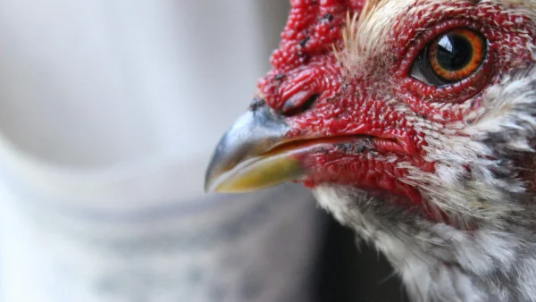 Dagelijkse verzorging kippen controleren gezondheid routine