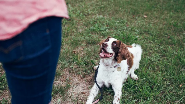 Bruine en witte hond speelt op groen grasveld overdag