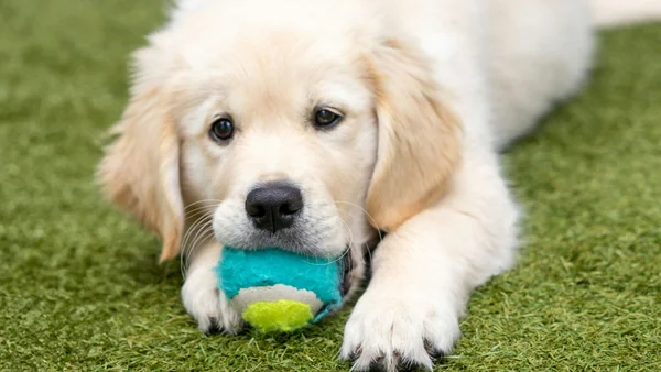 Puppy ligt op het gras met een speeltje in zijn bek tijdens speelse training en opvoeding.