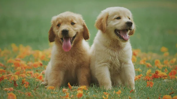 Twee puppy’s zitten naast elkaar in het gras en laten verschillen in uiterlijk en karakter zien
