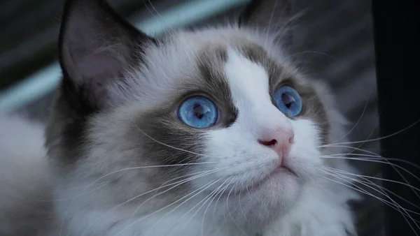 Ragdoll kat met blauwe ogen en colorpoint vacht in close-up portret