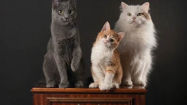 Groep katten van verschillende rassen zittend op houten dressoir.