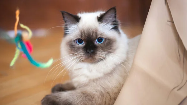 Raskat ligt alert binnen naast een speeltje, passend bij de keuze tussen een actieve of rustige kat in huis.