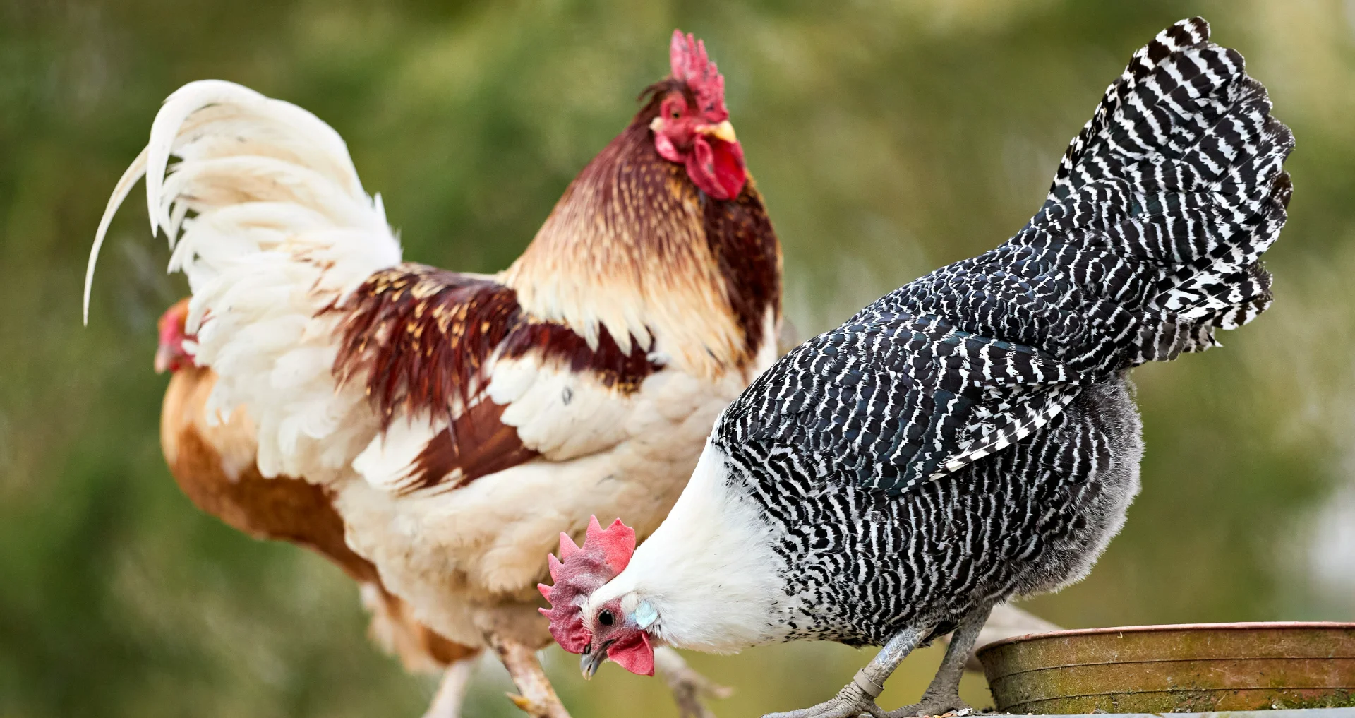 Twee kippen pikken voer uit een trog in rustieke tuin.
