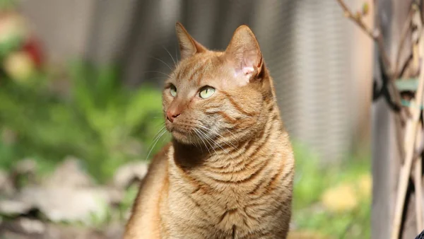 Europeese korthaar huiskat met groene ogen zittend in een tuin