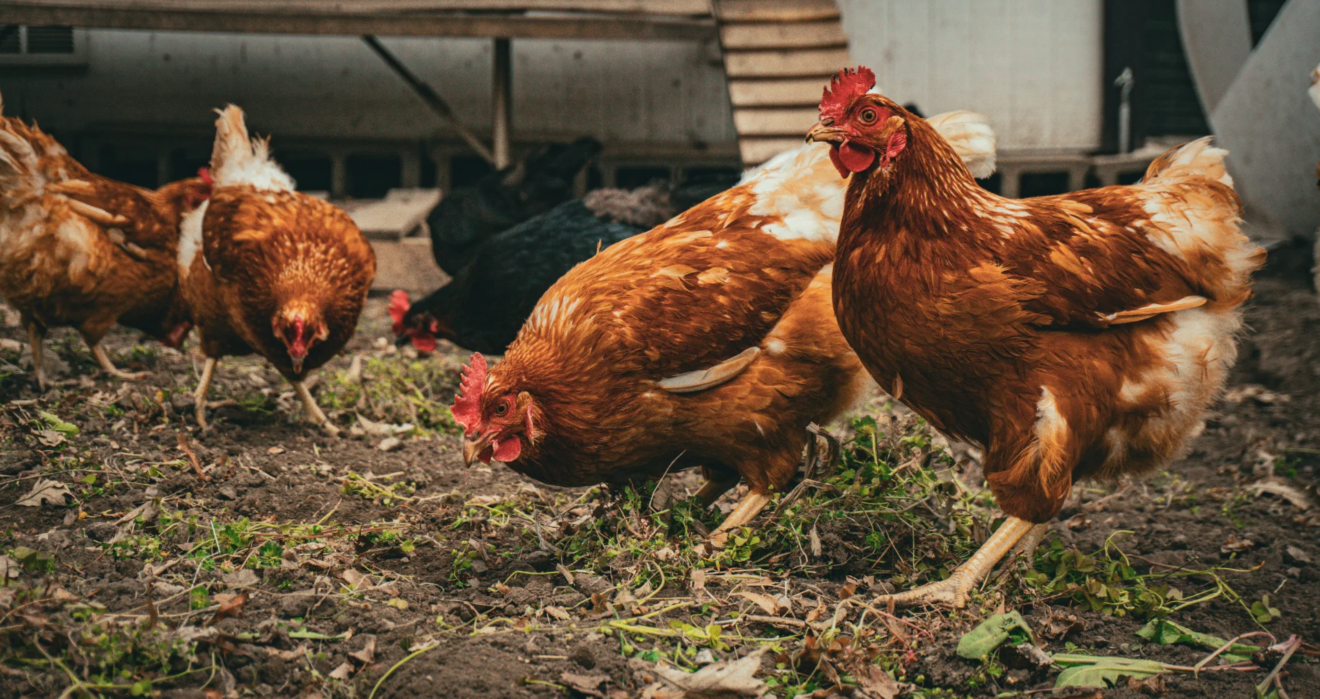 Kippen pikken voedsel op in een aarden paddock.