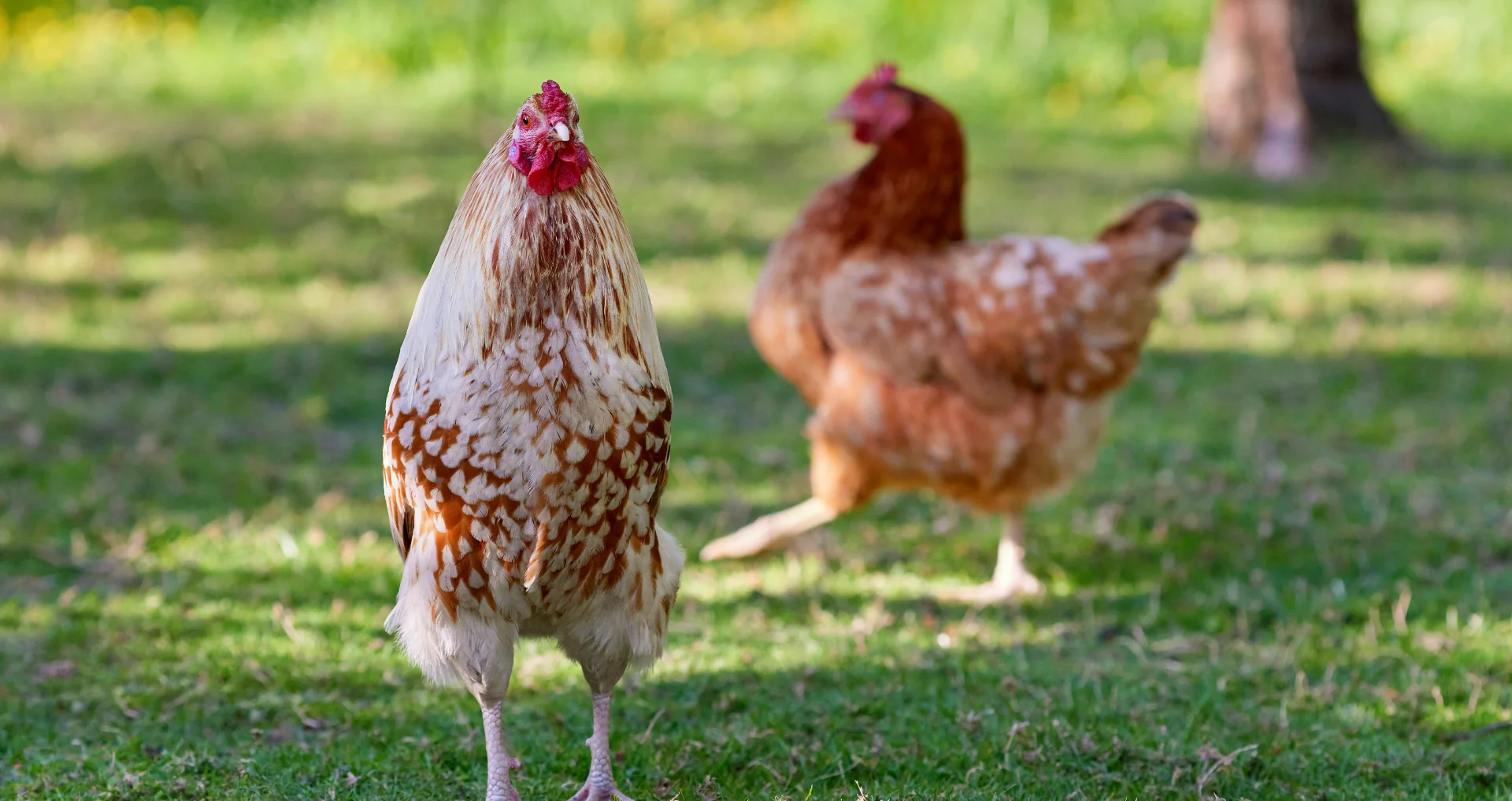Rustige haan met gespikkelde veren op zonnig gazon, hen op achtergrond