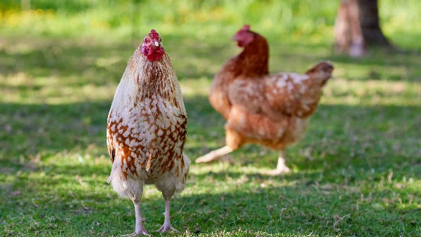 Rustige haan met gespikkelde veren op zonnig gazon, hen op achtergrond