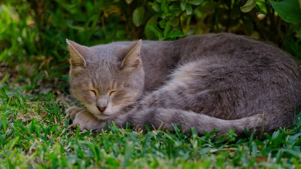 Rustende oudere kat in de tuin, passend bij gezondheidsproblemen en extra zorg voor senior katten.