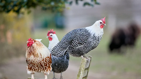 Drie kleurrijke sierkippen op houten constructie in natuurlijke omgeving.