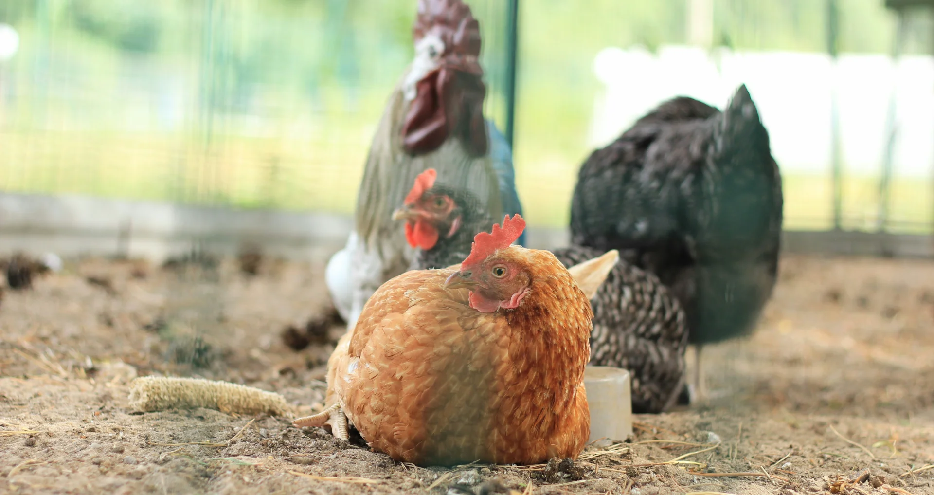 Kippen scharrelen op aarde, vogelverrijking en speelgoedgebruik.