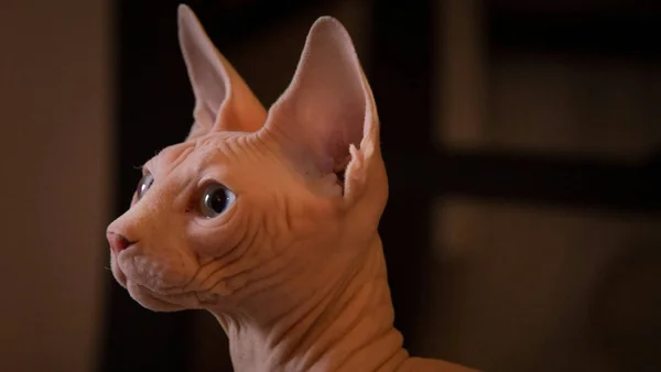 Sphynx kat zonder vacht met gerimpelde huid en grote oren in close-up