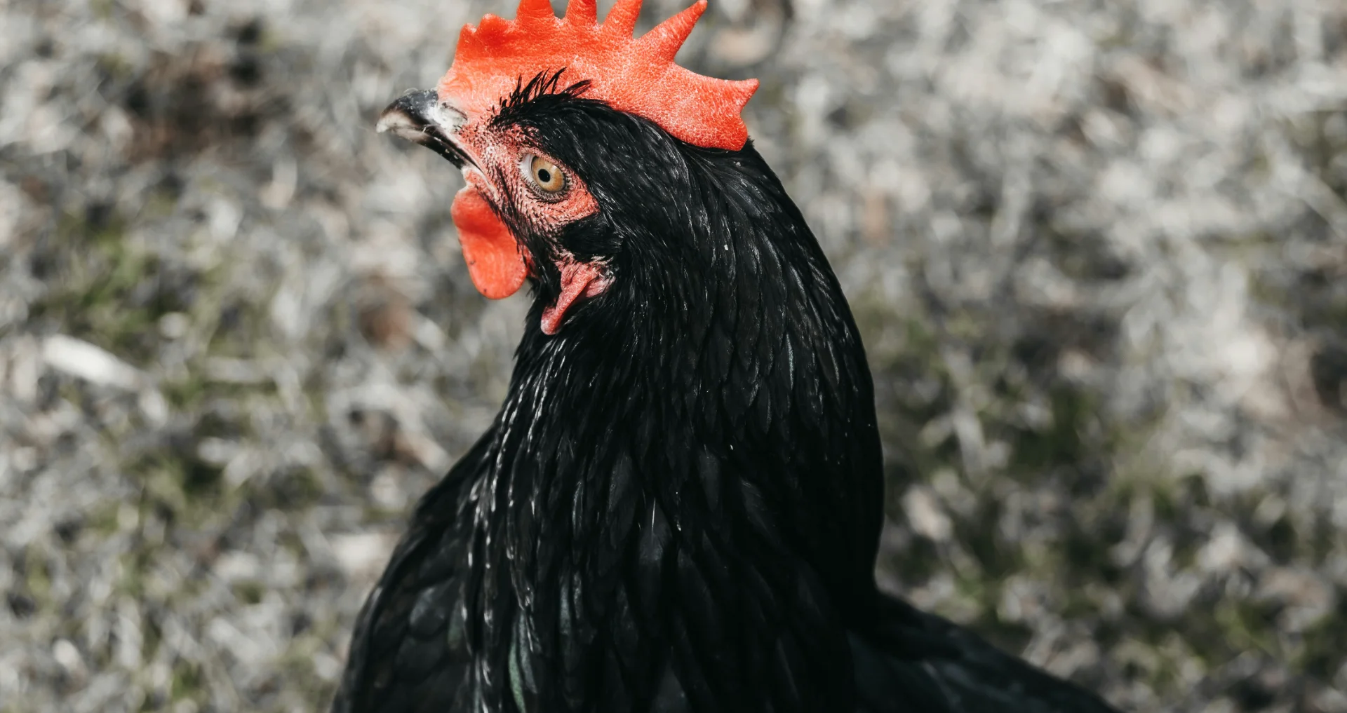 Zwarte haan met rode kam in close-up weergegeven.