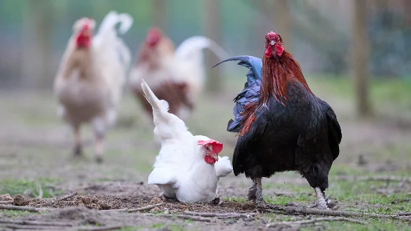 Kip neemt stofbad terwijl haan toekijkt op boerderij