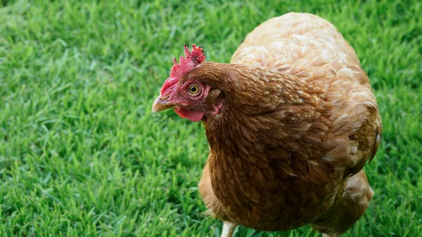 Dikke bruine kip op bedding in schuur.