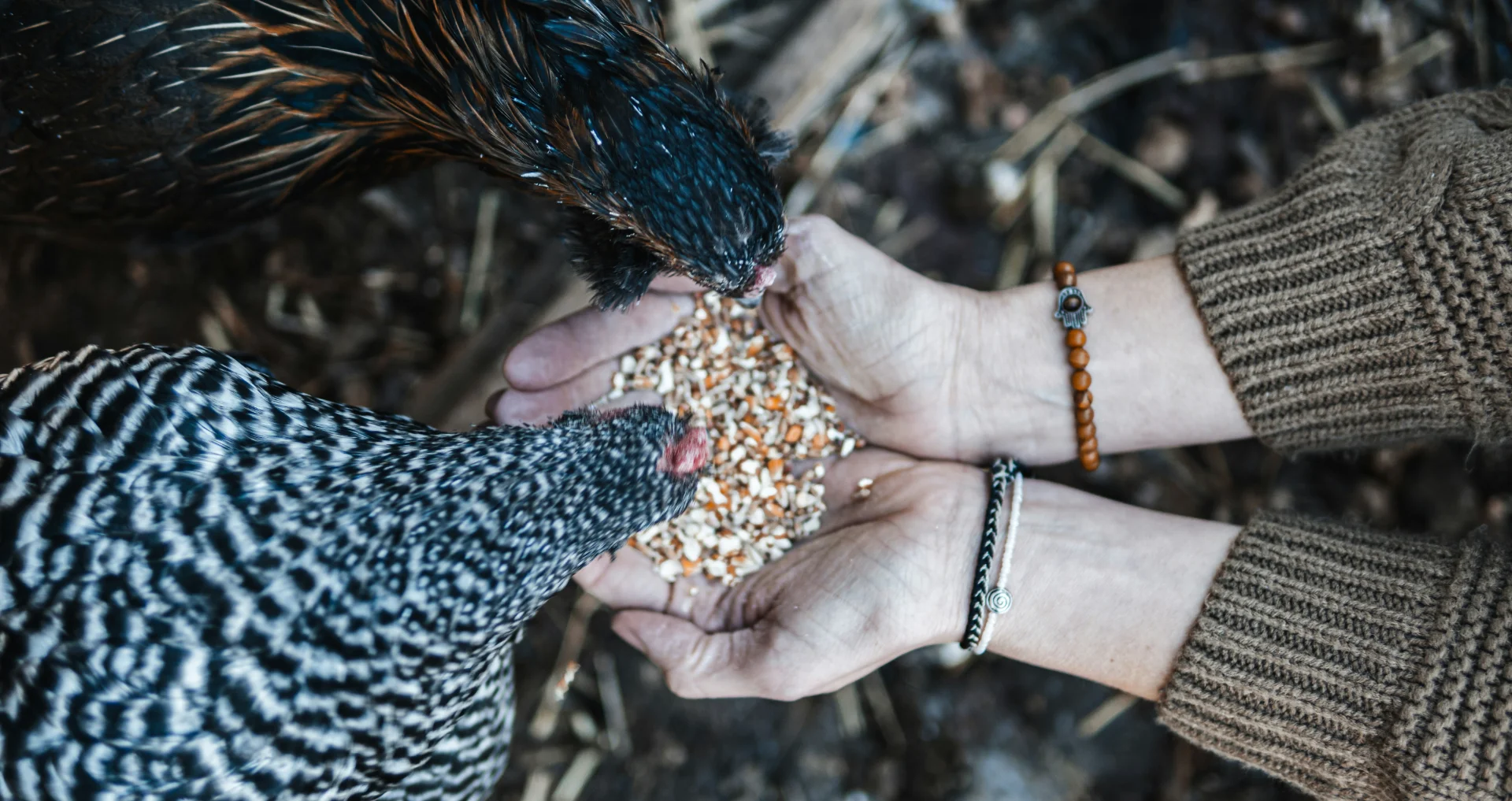 Kippen eten voer uit mensenhanden in het vogelverblijf.