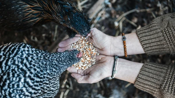 Kippen eten voer uit mensenhanden in het vogelverblijf.