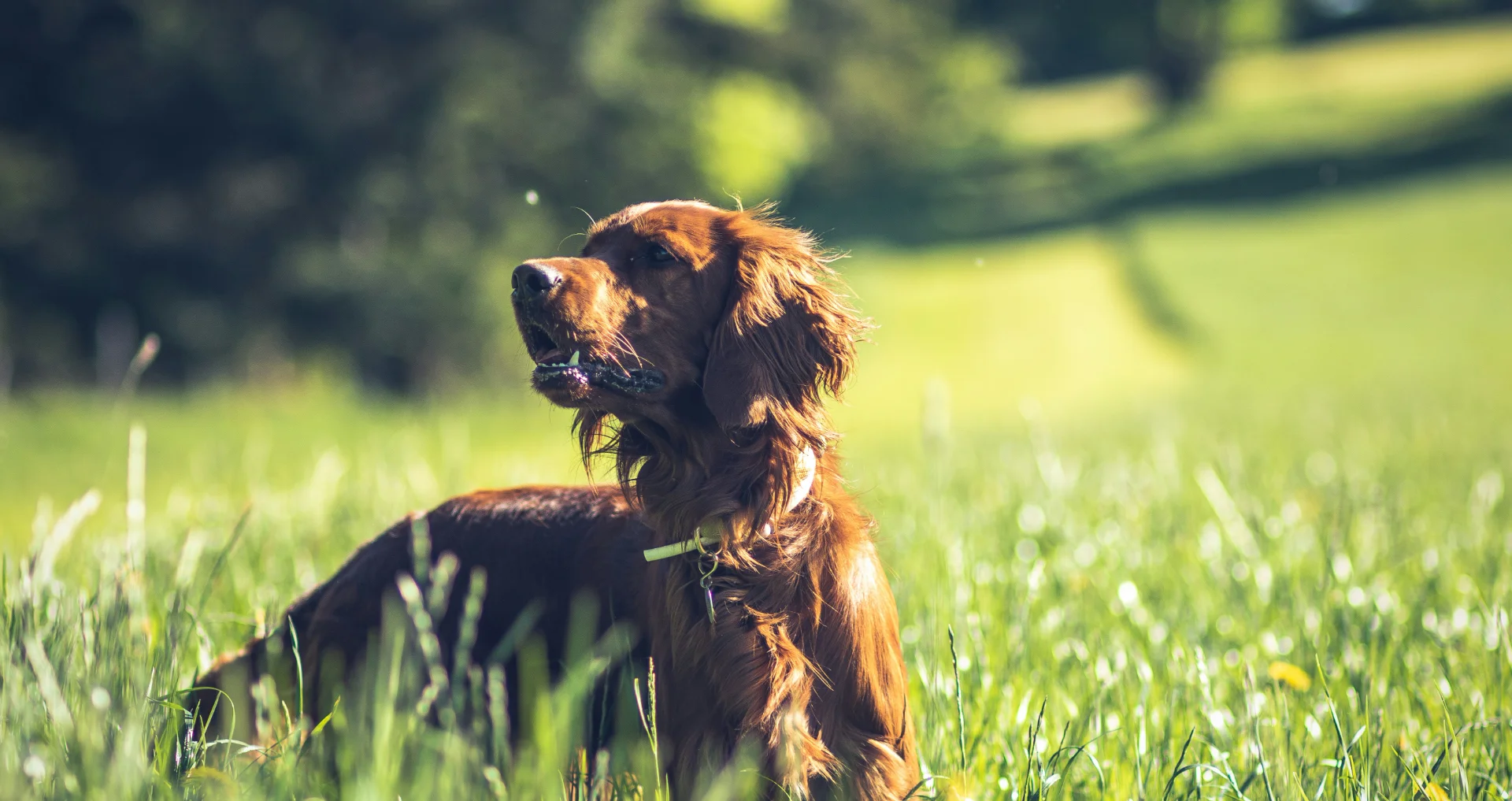 Hond speelt buiten op zonnige dag in groen hoog gras met kans op teken