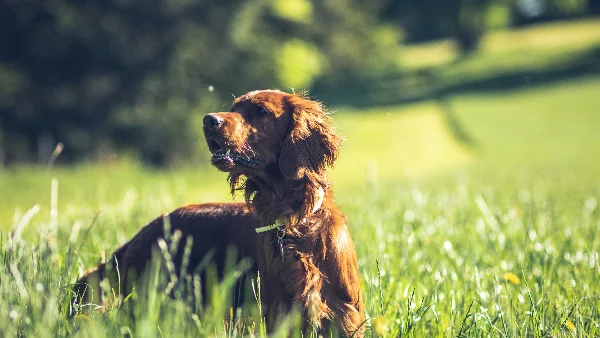 Hond speelt buiten op zonnige dag in groen hoog gras met kans op teken