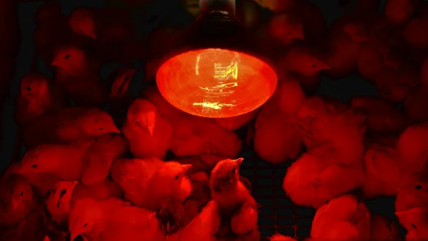 Broedkuiken onder warmtelamp op strooisel bij optimale temperatuur van tweeëndertig graden.