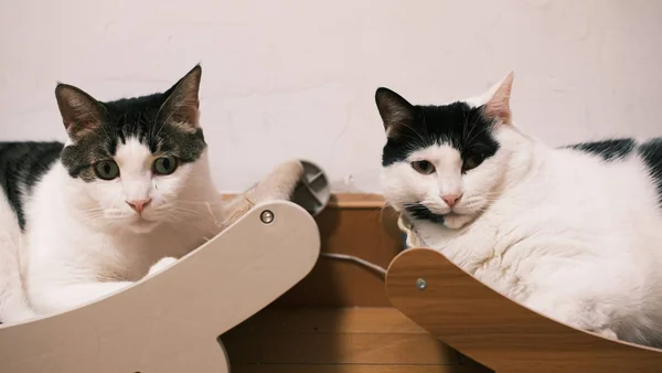 Twee katten liggen apart maar rustig naast elkaar, passend bij een gecontroleerde en ontspannen introductie van een nieuwe kat bij een bestaande kat.