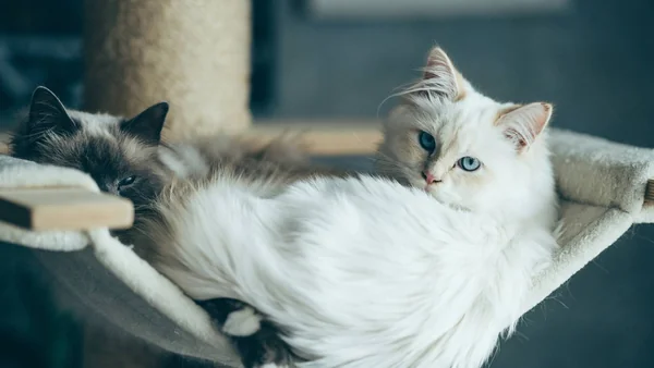 Twee rustige katten liggen ontspannen samen in een krabpaal, passend bij sociale en kindvriendelijke raskatten.