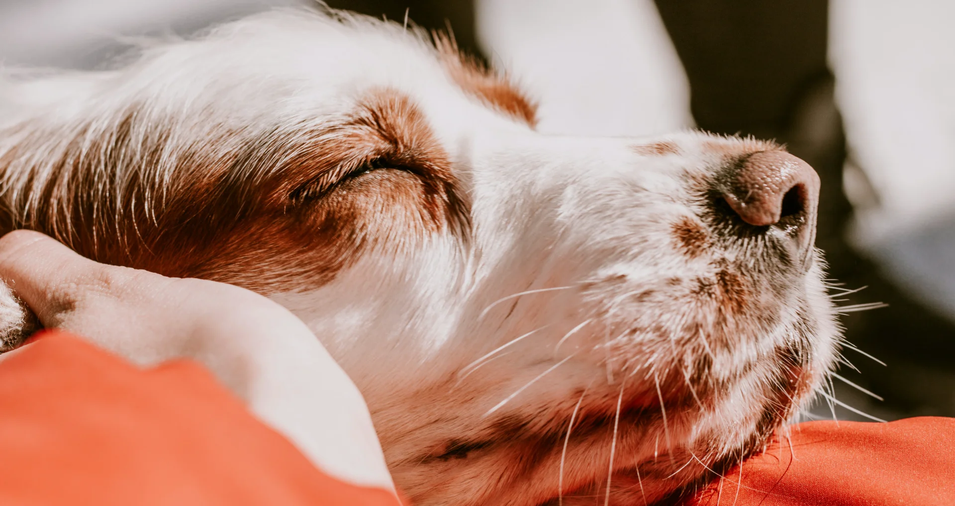Blije hond ziet dierenarts in moderne kliniekruimte