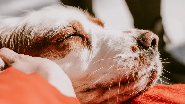 Blije hond ziet dierenarts in moderne kliniekruimte