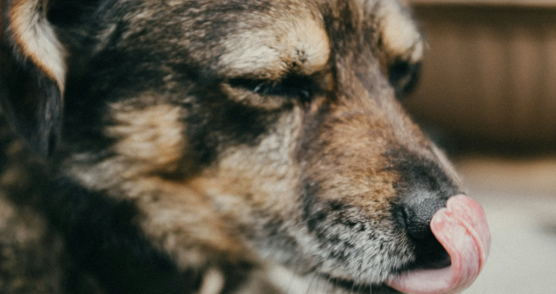 Hond likt zich obsessief, mogelijk teken van stress of medisch probleem.