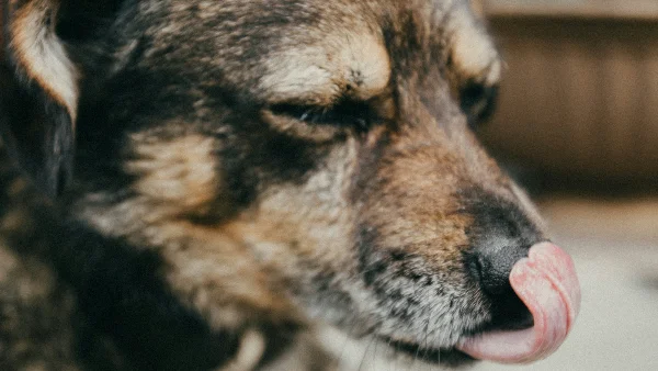 hond likt veel aan poot en toont mogelijk stress of lichamelijk ongemak