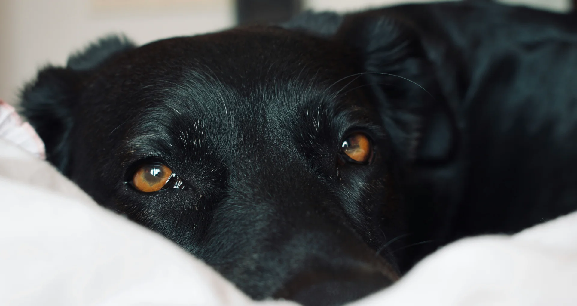 Zwarte hond rust op wit textiel, mogelijk ziek of onwel.