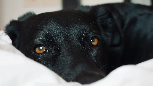 Zwarte hond rust op wit textiel, mogelijk ziek of onwel.