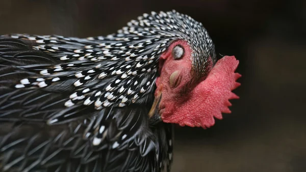 Close-up van een kip waarbij de kam en ogen goed zichtbaar zijn als voorbeeld van gezondheidssignalen bij kippen