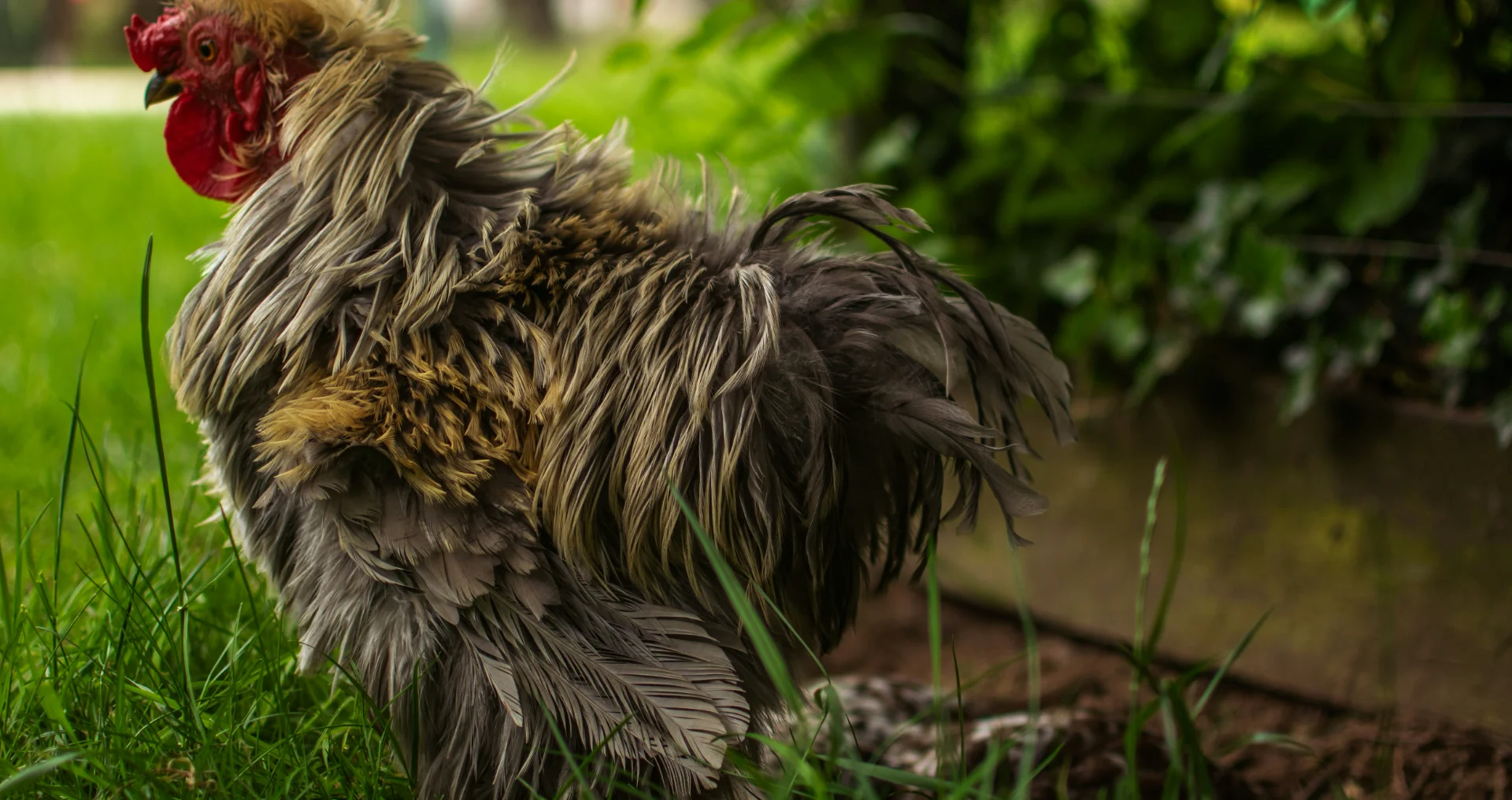 Haan met veren in rui op boerderij, normaal verenkleed zonder kale plekken