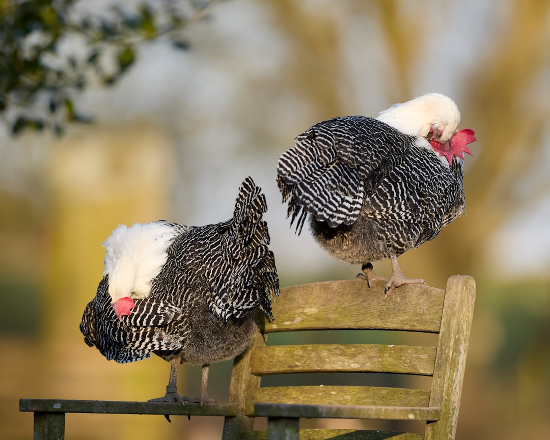 Zwart-wit kuifkippen verzorgen veren op houten stoelen in zonlicht.