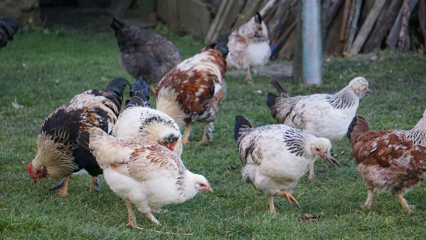 Een groep kippen scharrelt rond op een grazig gazon.