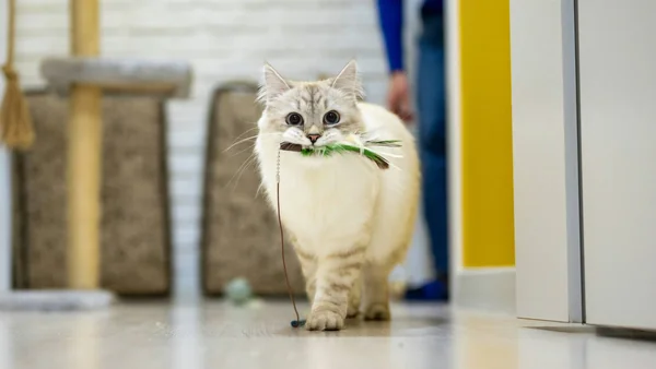 Binnenkat die actief speelt en jachtgedrag vertoont in huis, passend bij het stimuleren van spel en beweging bij binnenkatten.