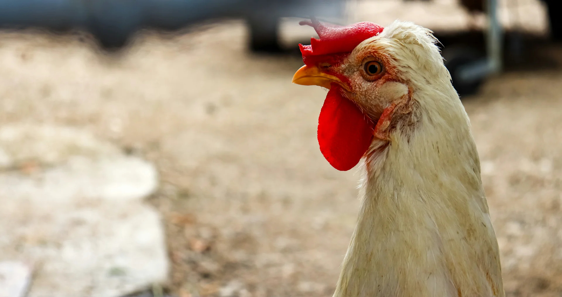 Roosters in kippen voor verveling en stress
