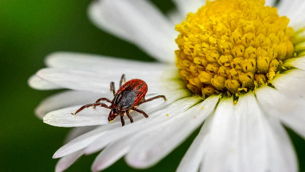 Rode teek op witte bloem zittend, macro fotografie detail.