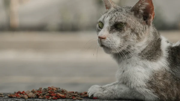Ruige kat zit naast droogvoer kibble op de grond