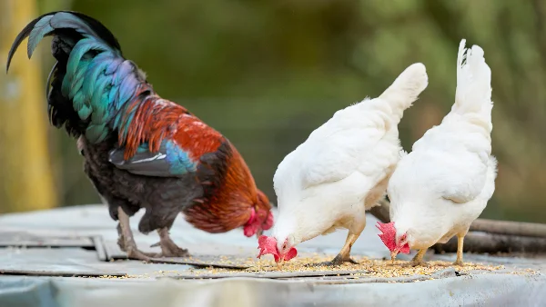 Kippen picken voer van de grond op terwijl ze eten.