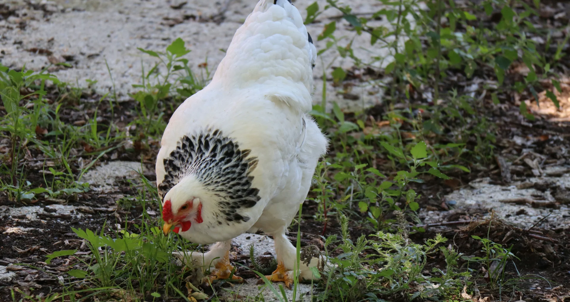 Witte en zwarte kip op groen gras overdag
