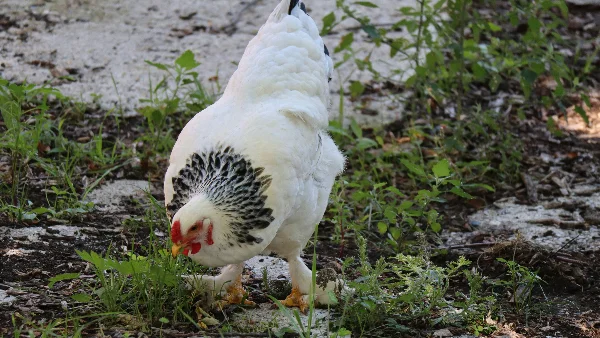 Witte en zwarte kip op groen gras overdag