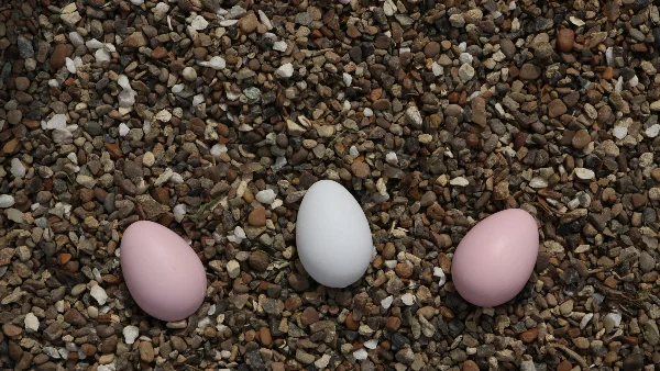 Drie eieren liggen op een bedje van steentjes.