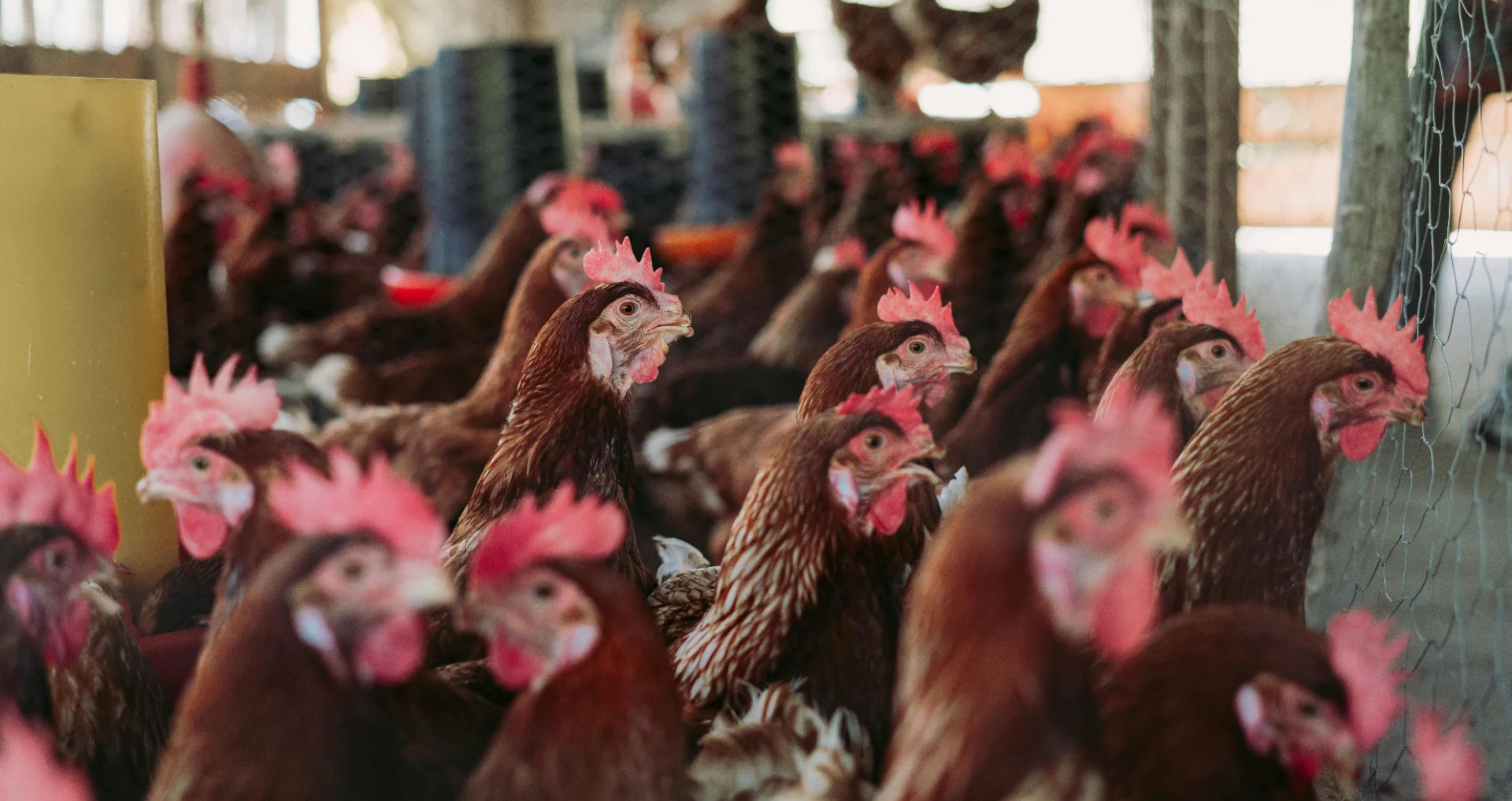 Kippen leggen minder eieren op boerderij dan verwacht.