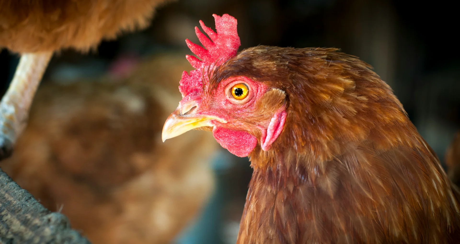 Kip op boerderij, dicht oogpunt gezicht en veren