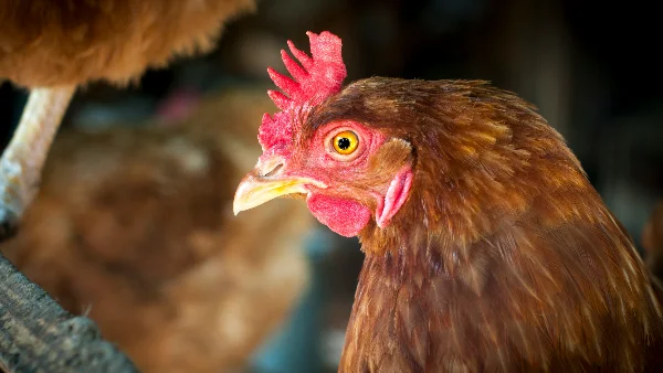 Kip op boerderij, dicht oogpunt gezicht en veren