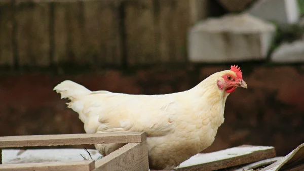 Kip op een boerderij in het gras staand