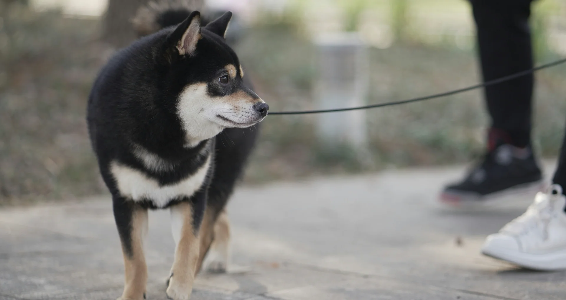 Zwart-witte hond aan riem loopt rustig naast wandelaar.